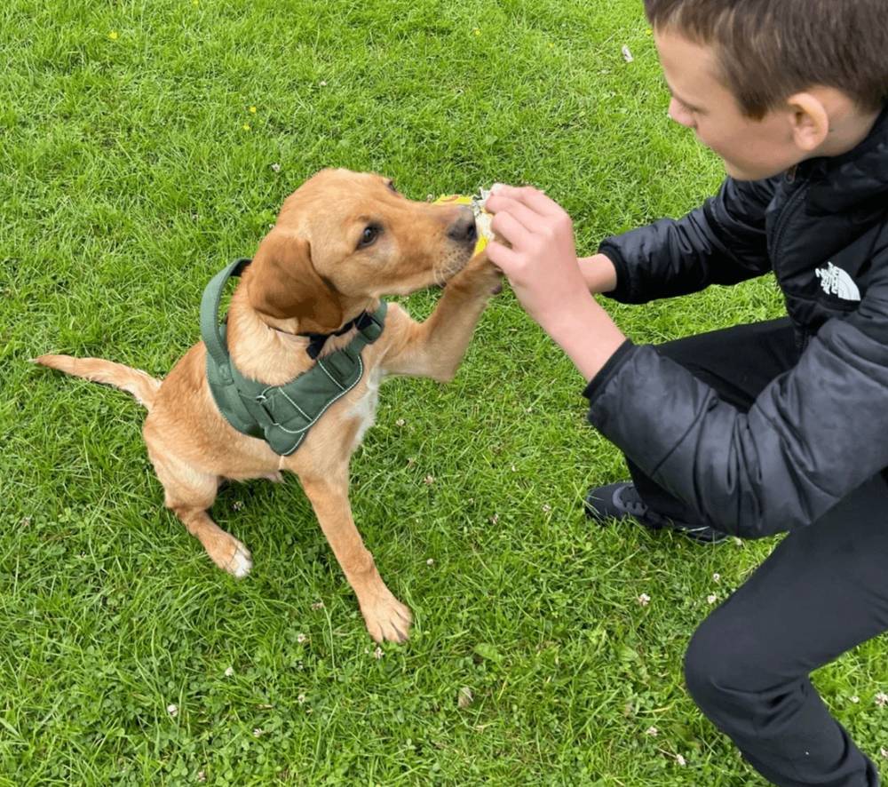 A TAG practitioner working alongside a companion dog