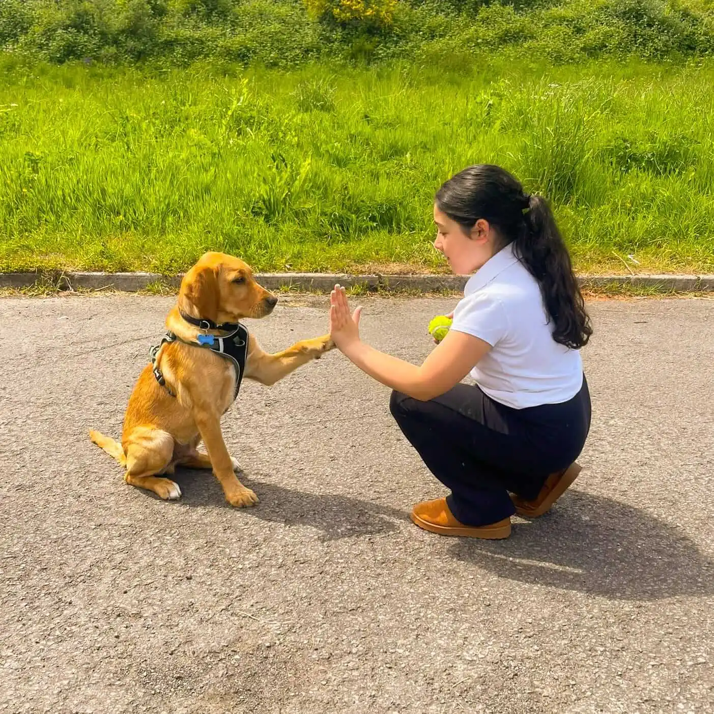 Animal-assisted early intervention session — The Baxter Project Wales