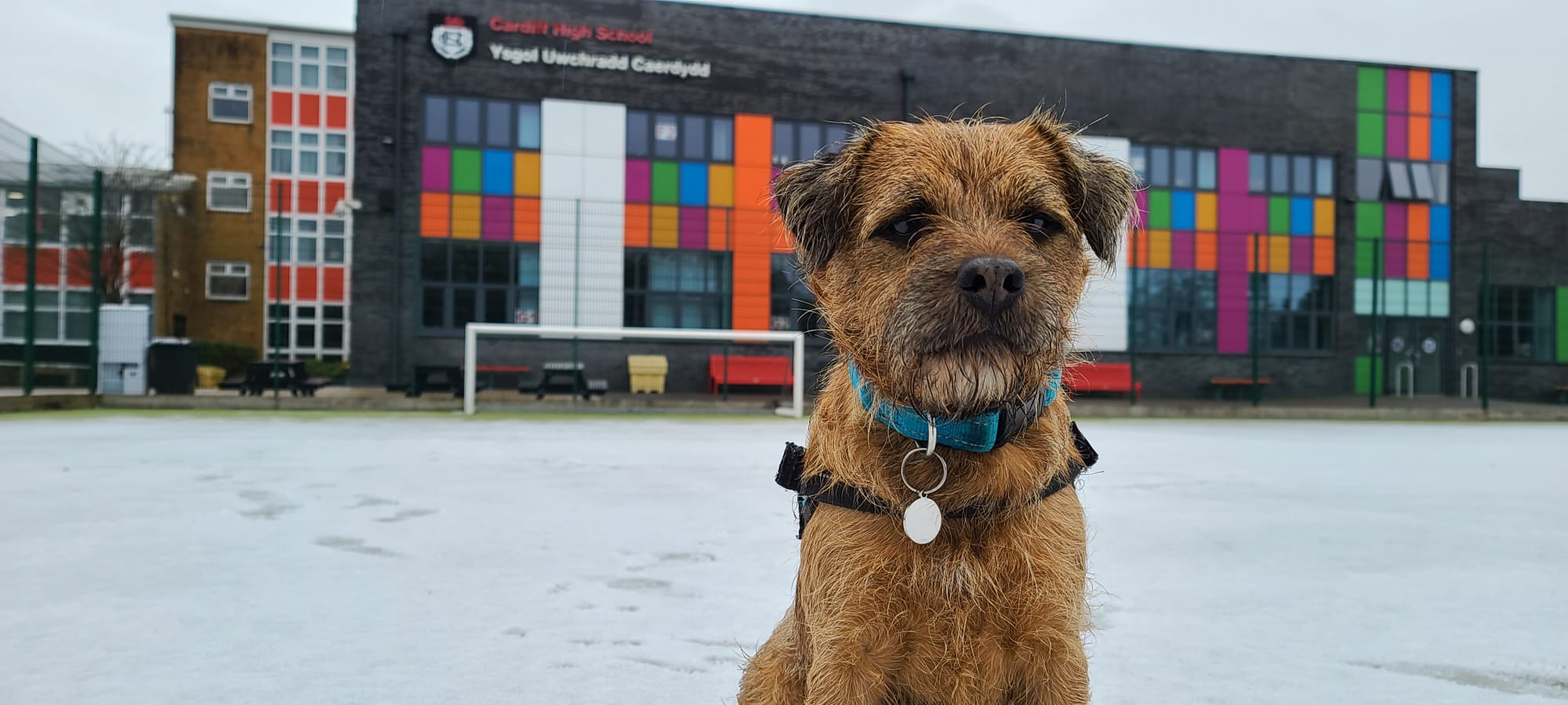 Dog-assisted learning session — The Baxter Project Wales