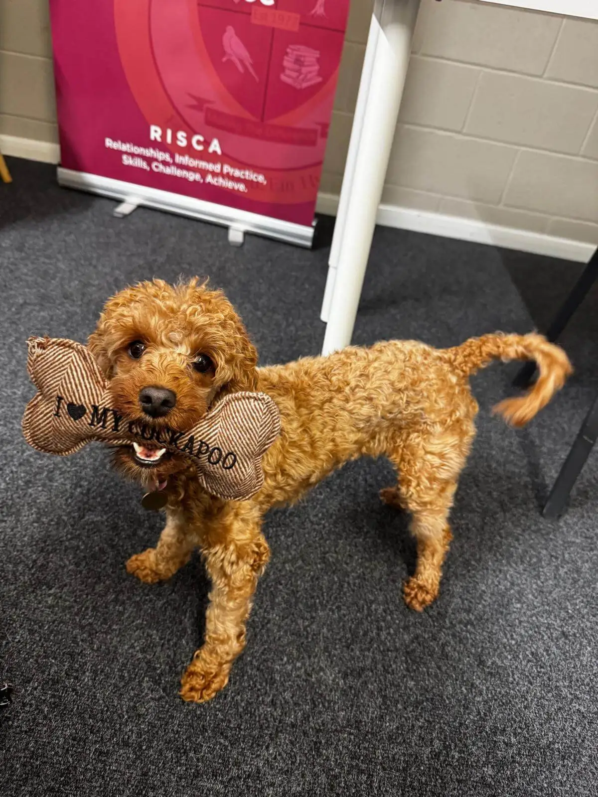 Companion wellbeing dog at school — The Baxter Project animal-assisted intervention