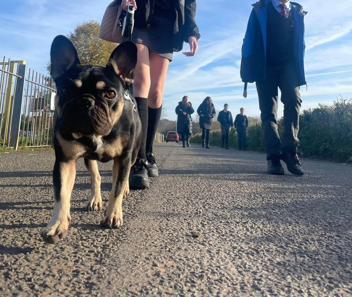Dog leading walk