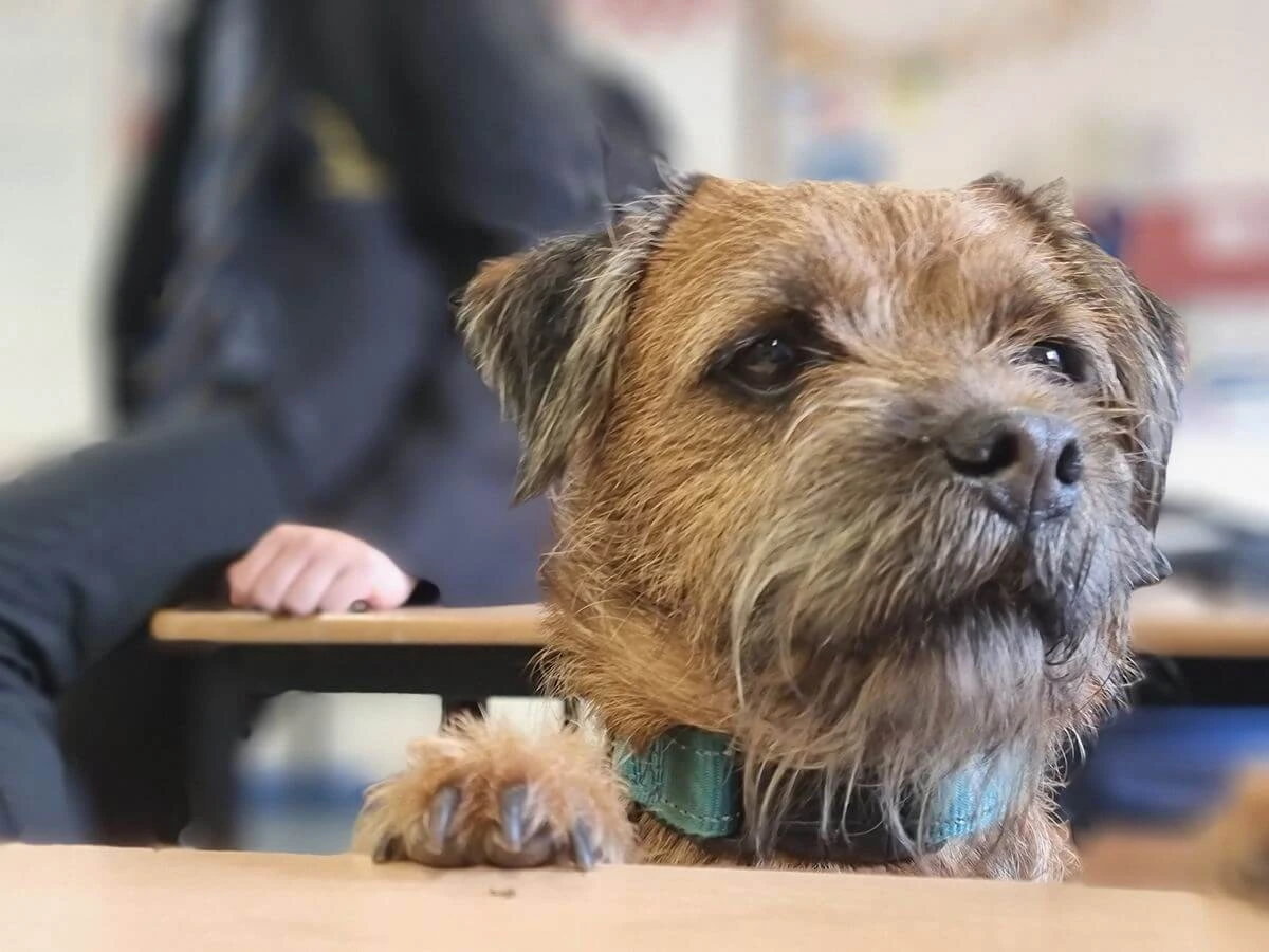 Pupil engagement during animal-assisted intervention session