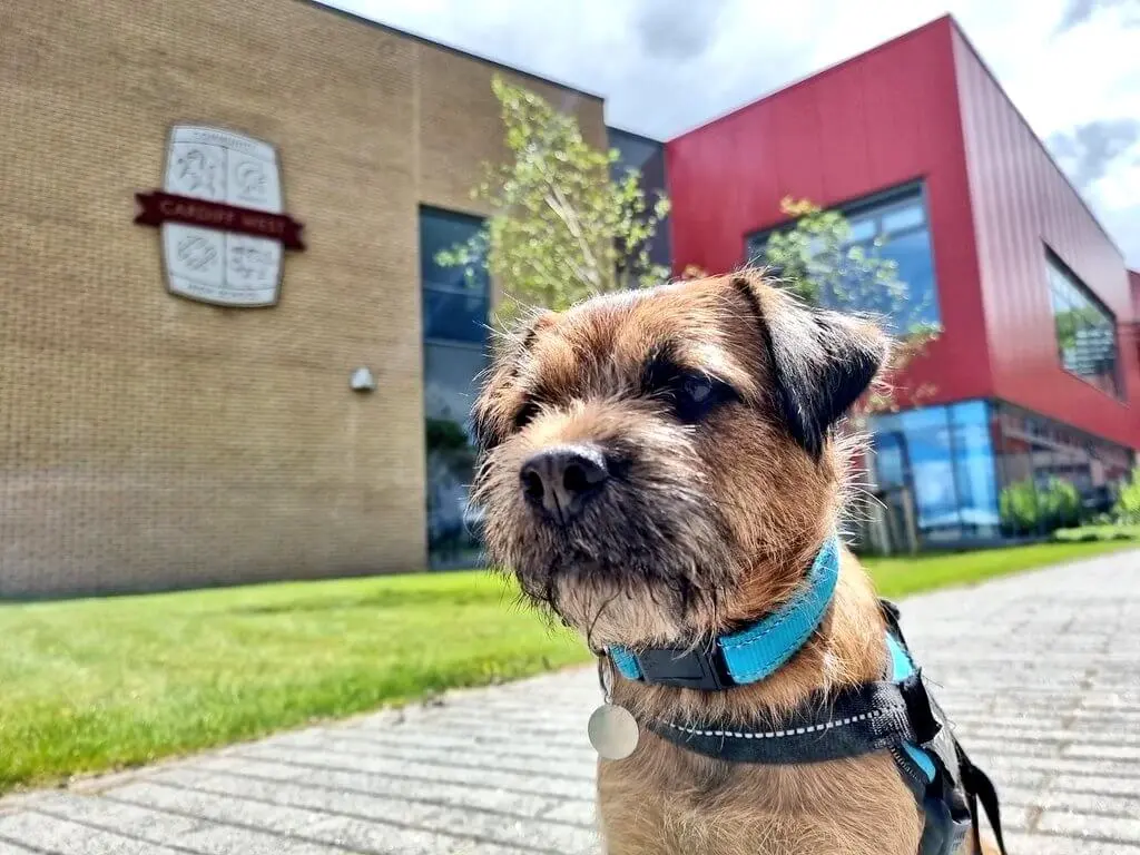 Young person walking Baxter in school grounds