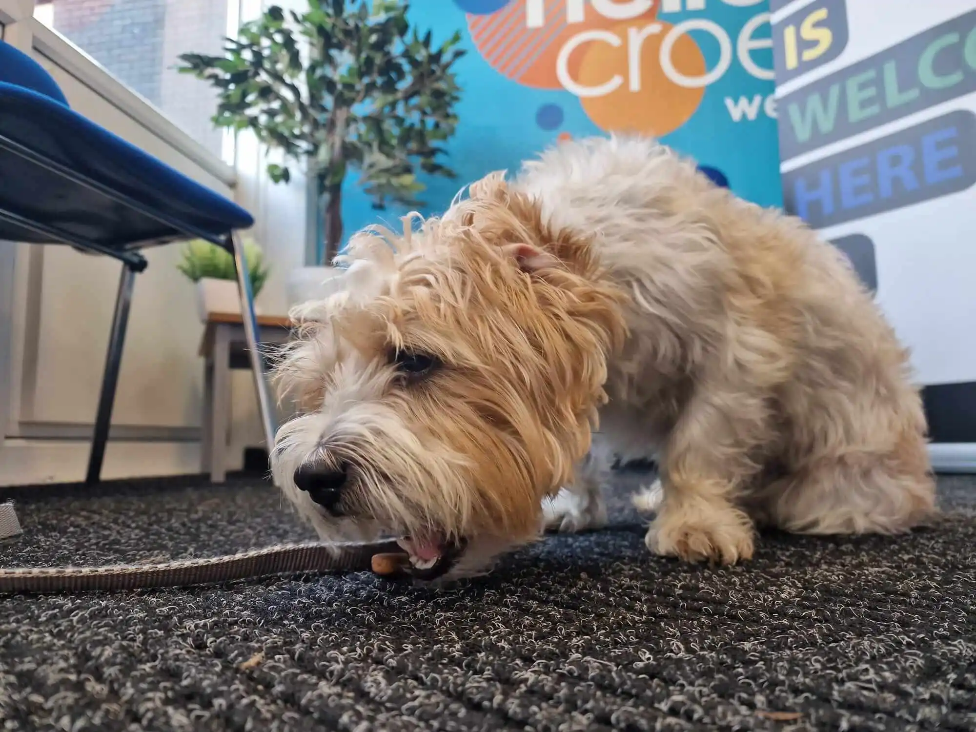 Baxter Project session moment — animal-assisted wellbeing intervention