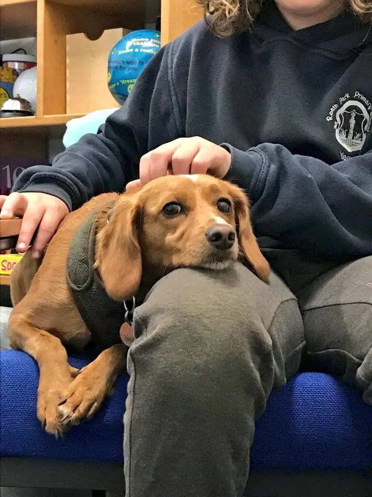 Wellbeing intervention with companion dog in Welsh school