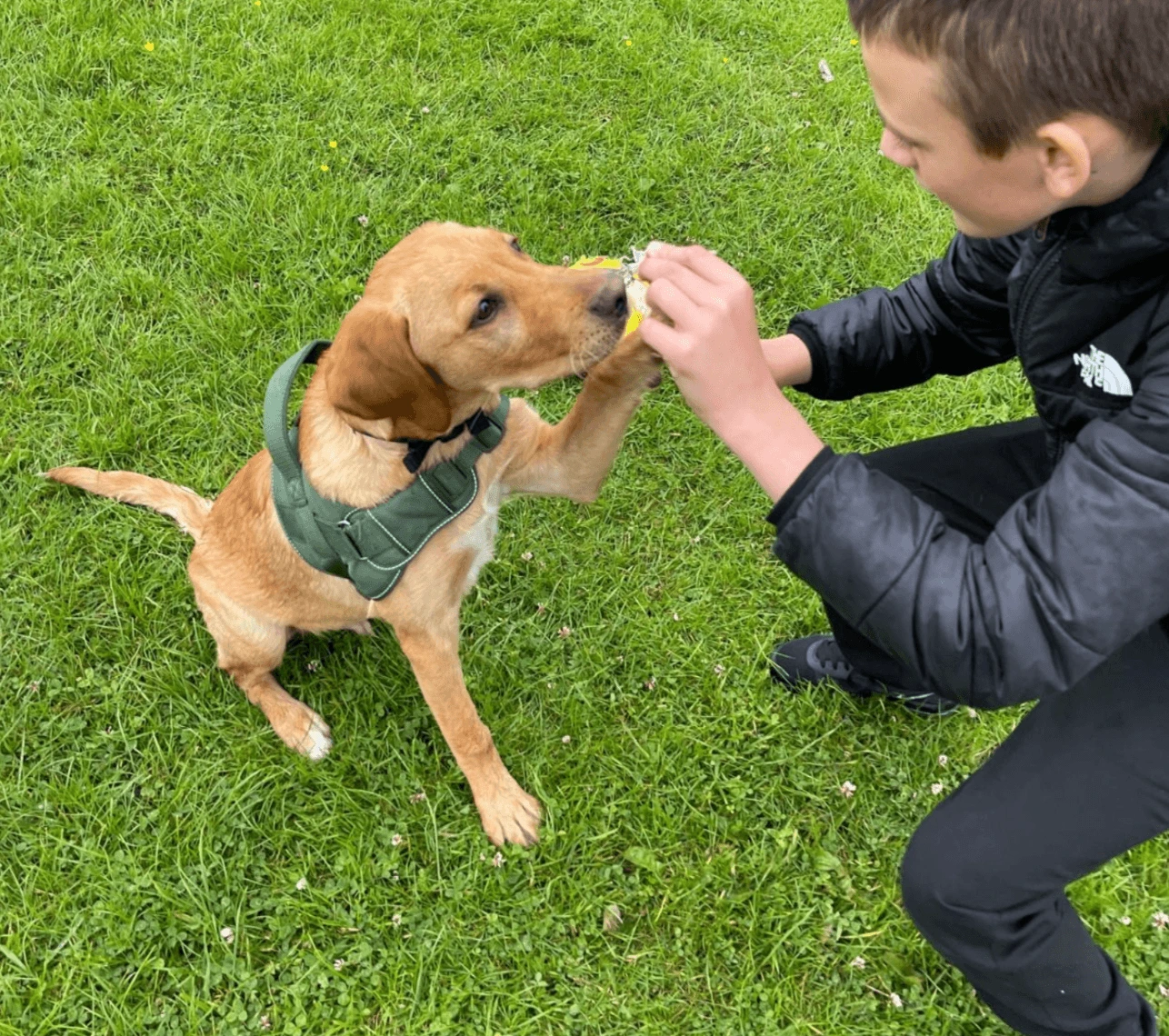 Dog high five